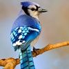 mtbirds22